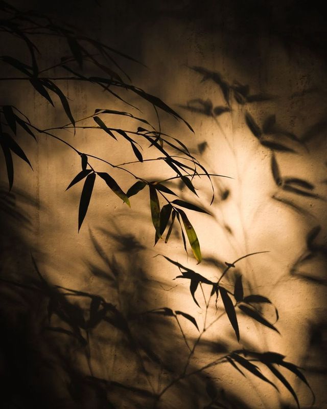 Des feuilles de bambou et leurs ombres sur un mur, dans une lumière chaude.