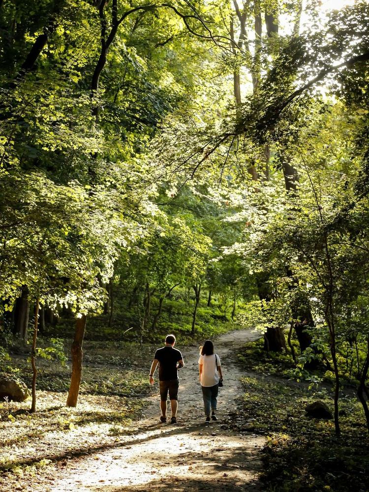 Deux personnes marchent côte à côte sur un chemin de forêt, sous un grand couvert d’arbres baigné de lumière.